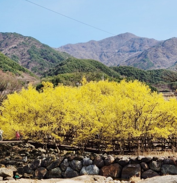 구례 산수유꽃축제