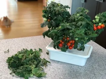 방울토마토 재배 화분 키우기 적심 유인 당도 관리_12