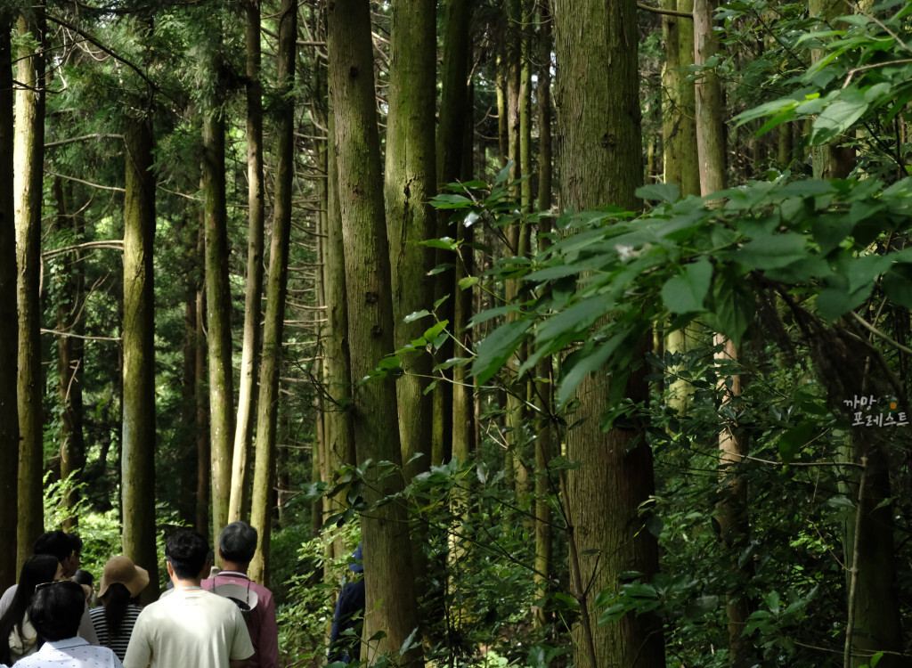 거문오름 숲길
