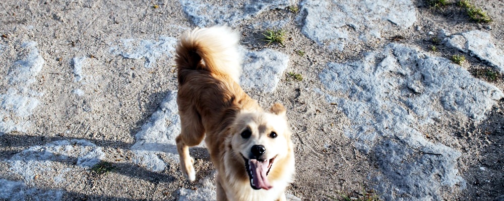 강아지 광견병 증상 12