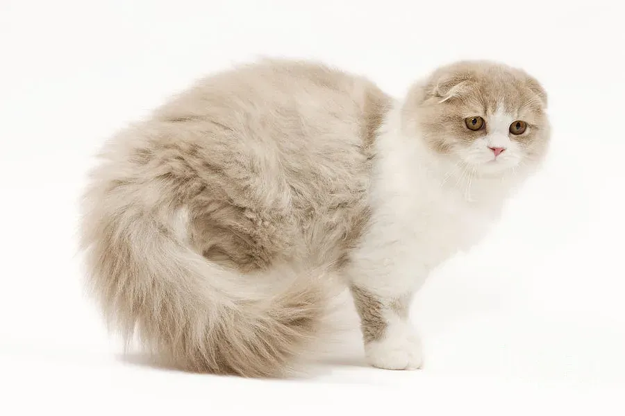 스코티시폴드 고양이 유전병_3