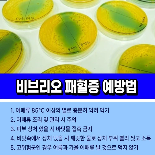비브리오 패혈증 예방법