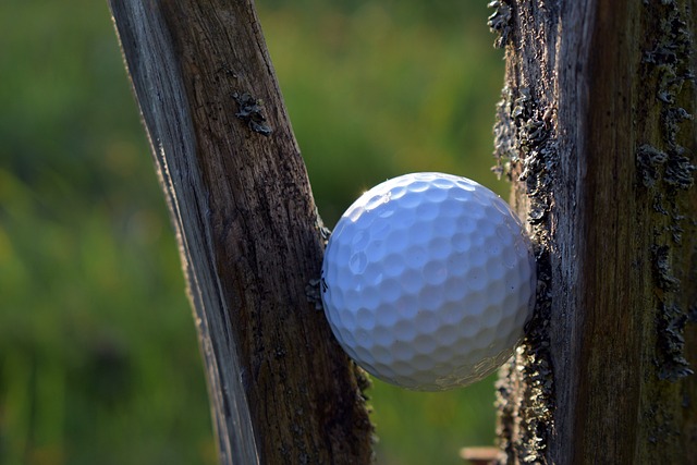 나무사이에 껴버린 골프공