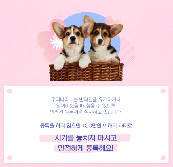 반려견 등록, 자진신고 방법 총정리(2024)