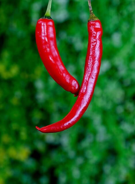 고추 약치는 시기와 방법