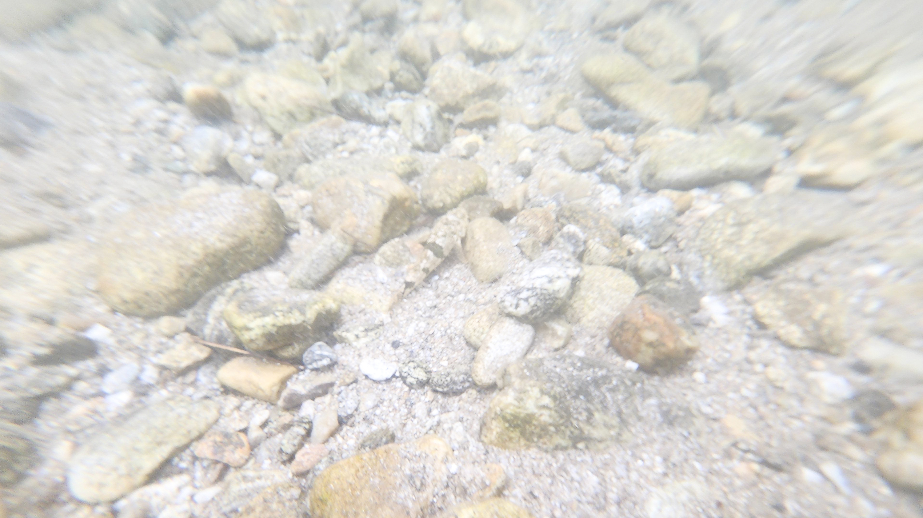 잠수해 보면 물고기도 만날 수 있다.