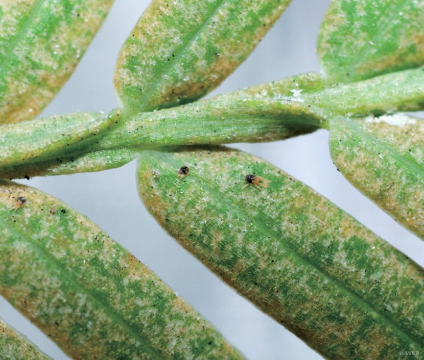 메타세쿼이아 응애3