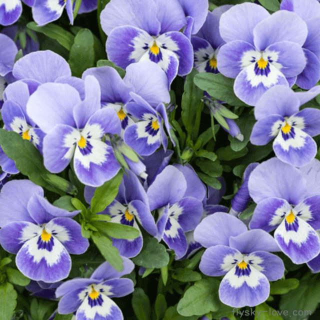 바이올렛 (Violet)&#44; 바이올렛 오일