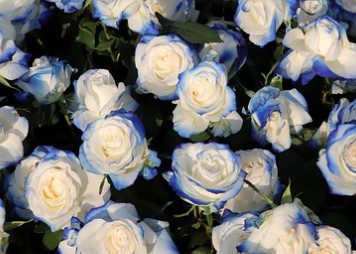 삼척장미축제