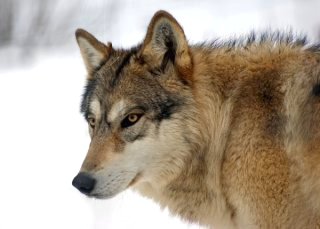 대전 늑대 동물원 오월드 탈출 퓨마 포획 상황