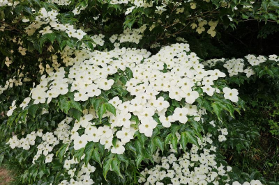 [정원수목]한옥 정원에 어울리는 한국 전통 수목 10가지