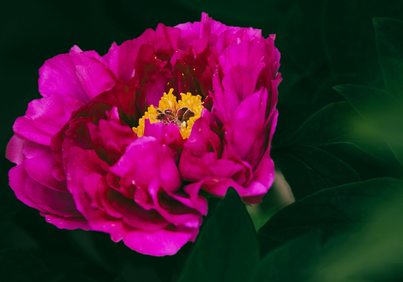 울산 태화강 국가정원 봄꽃축제