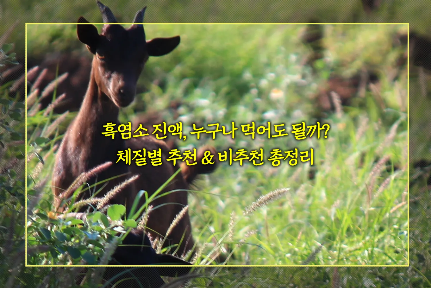 흑염소-진액-체질별-효능-부작용