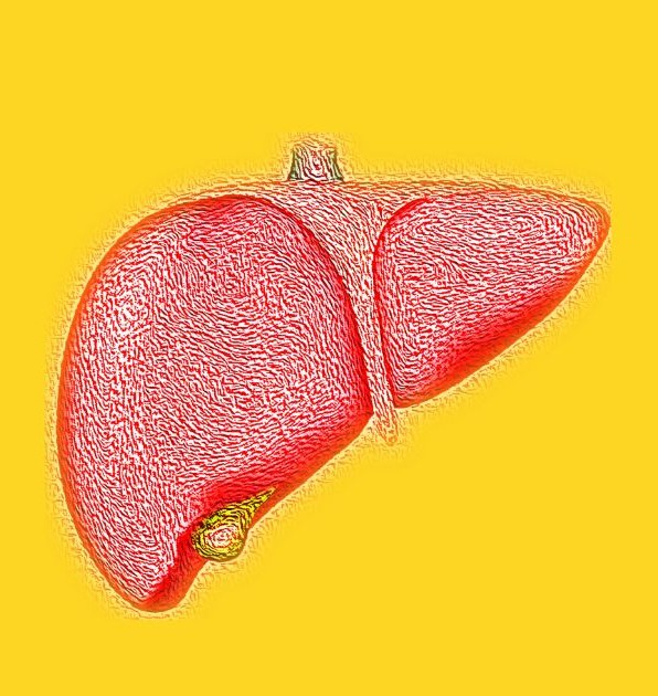 중성지방 정상수치와 간의 이미지