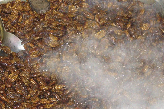 번데기 조리 모습