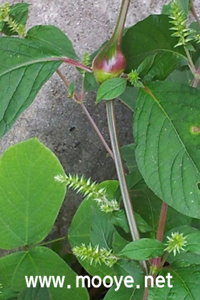 우슬효능
