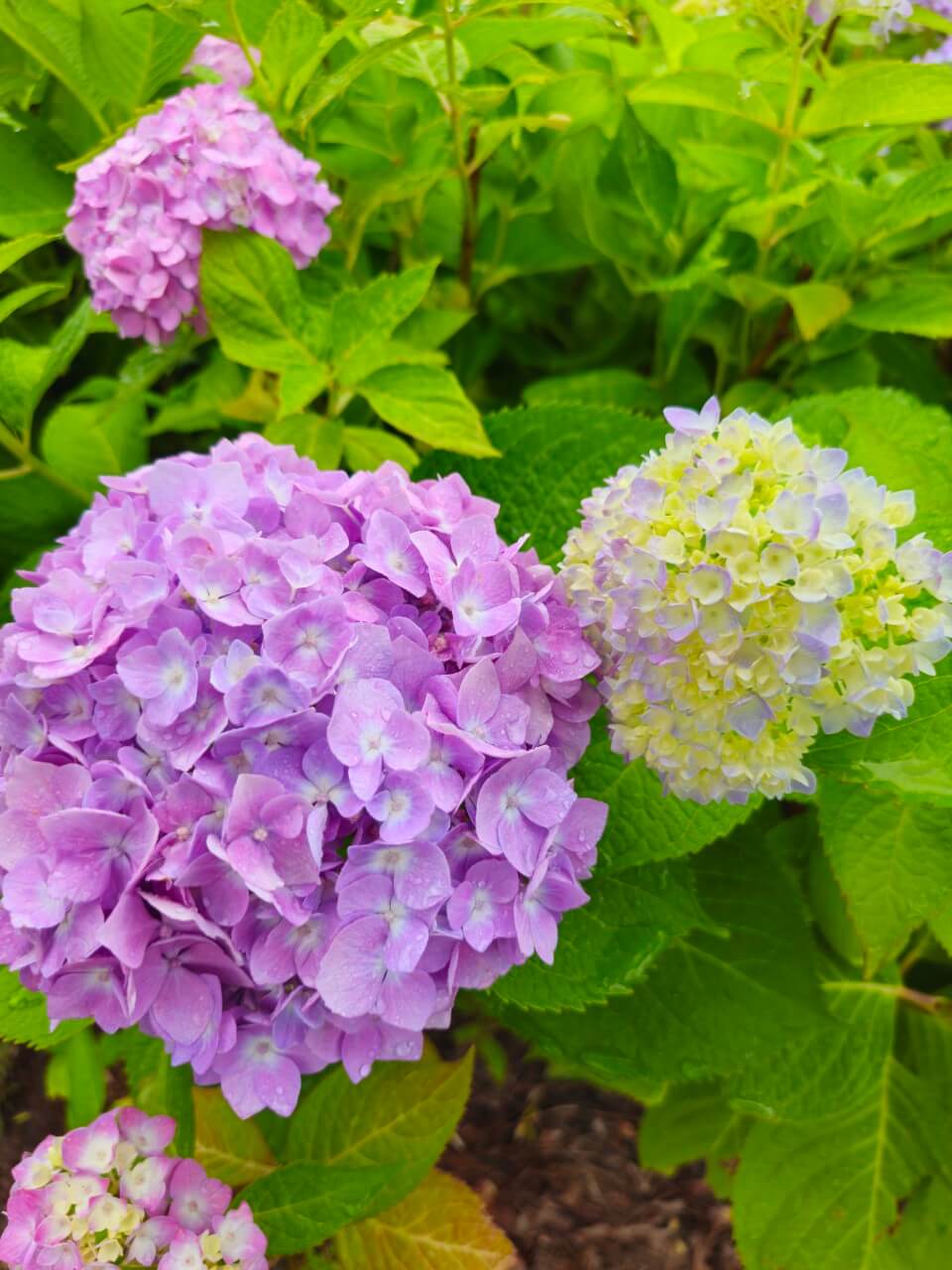 발달장애 아동 조기치료 프로그램 비교