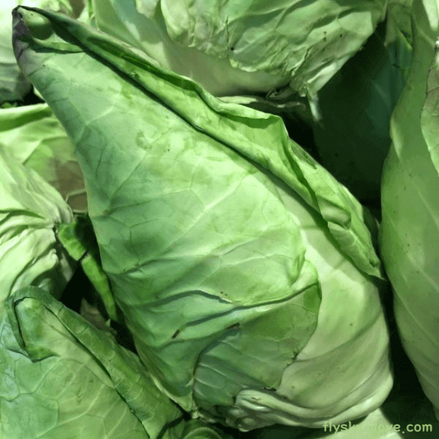 고깔 양배추 고르는 법