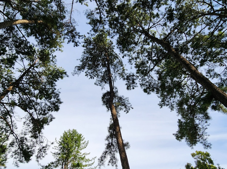 서울대 안양수목원