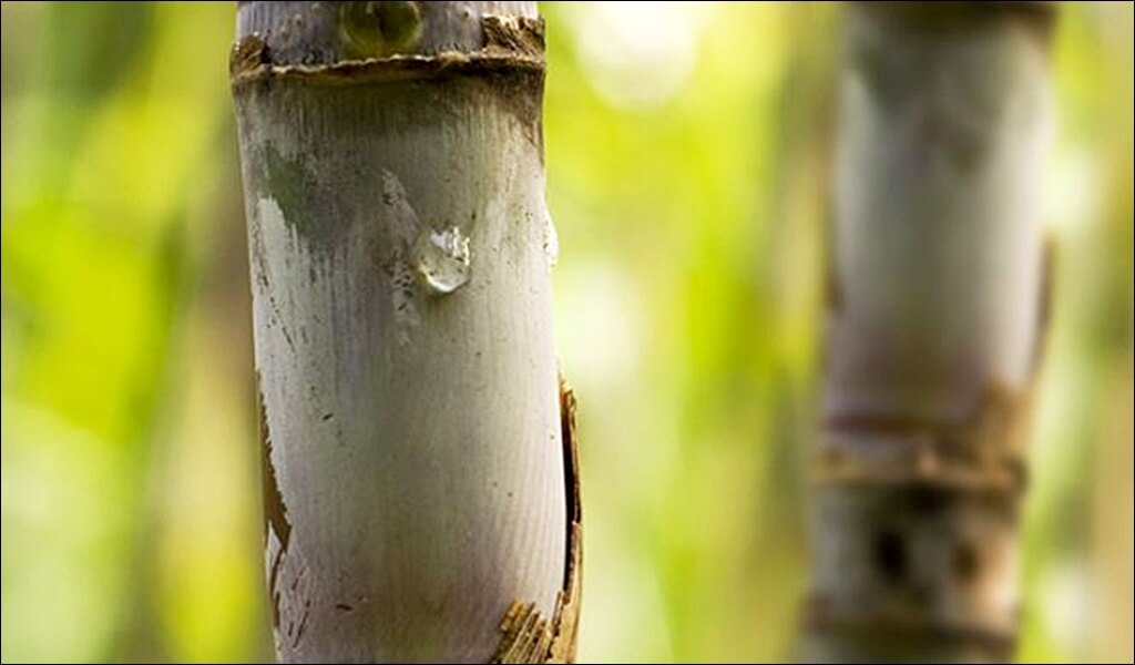 폴리코사놀 효능 부작용 총정리