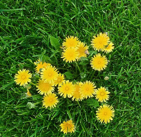 초록 풀 밭에 핀 민들레