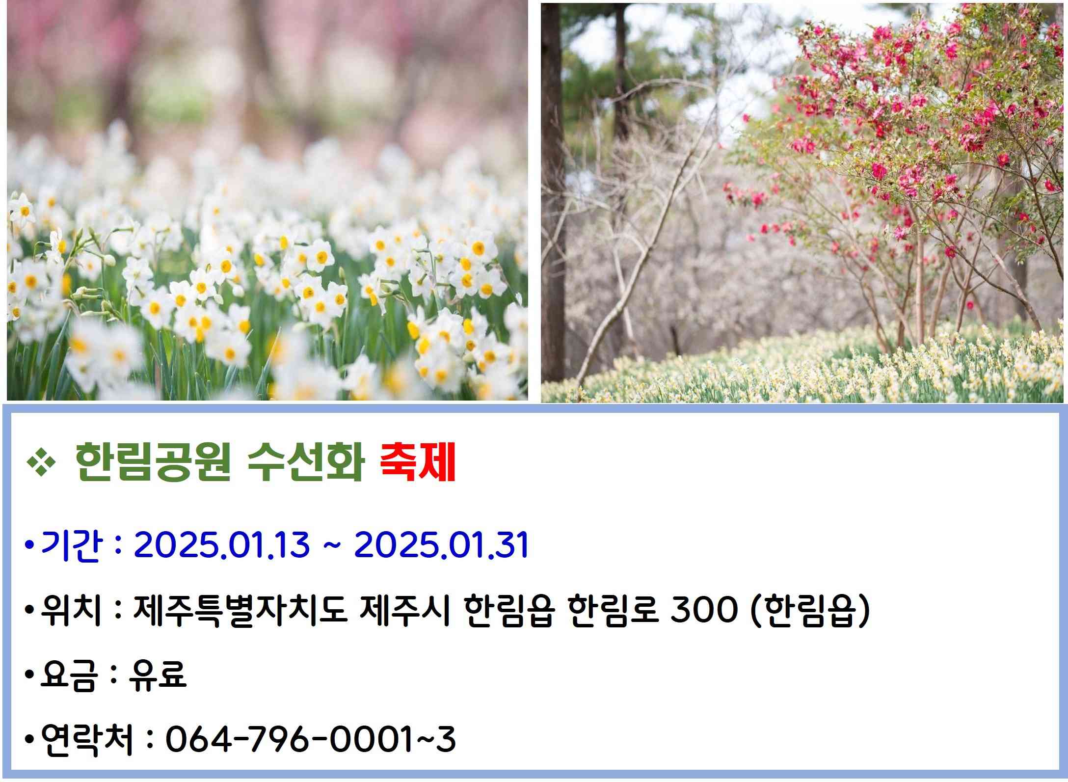 한림공원 수선화 축제