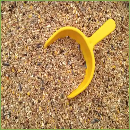 홍화씨 효능 복용방법 부작용