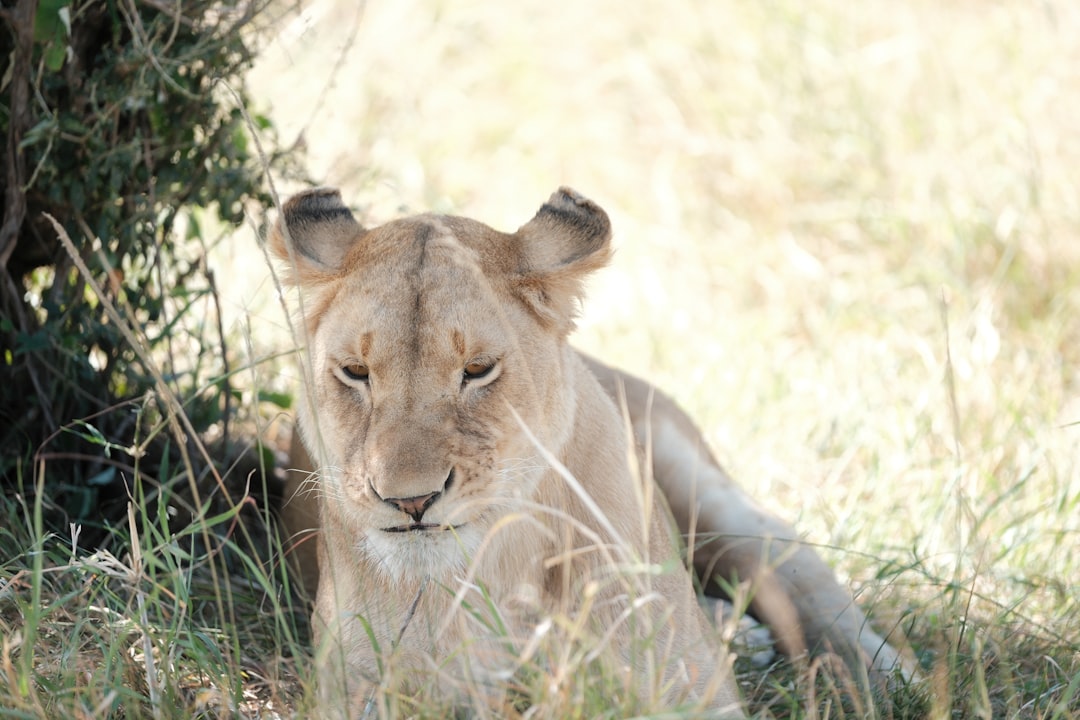Conservation