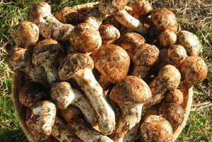 송이버섯 효능07