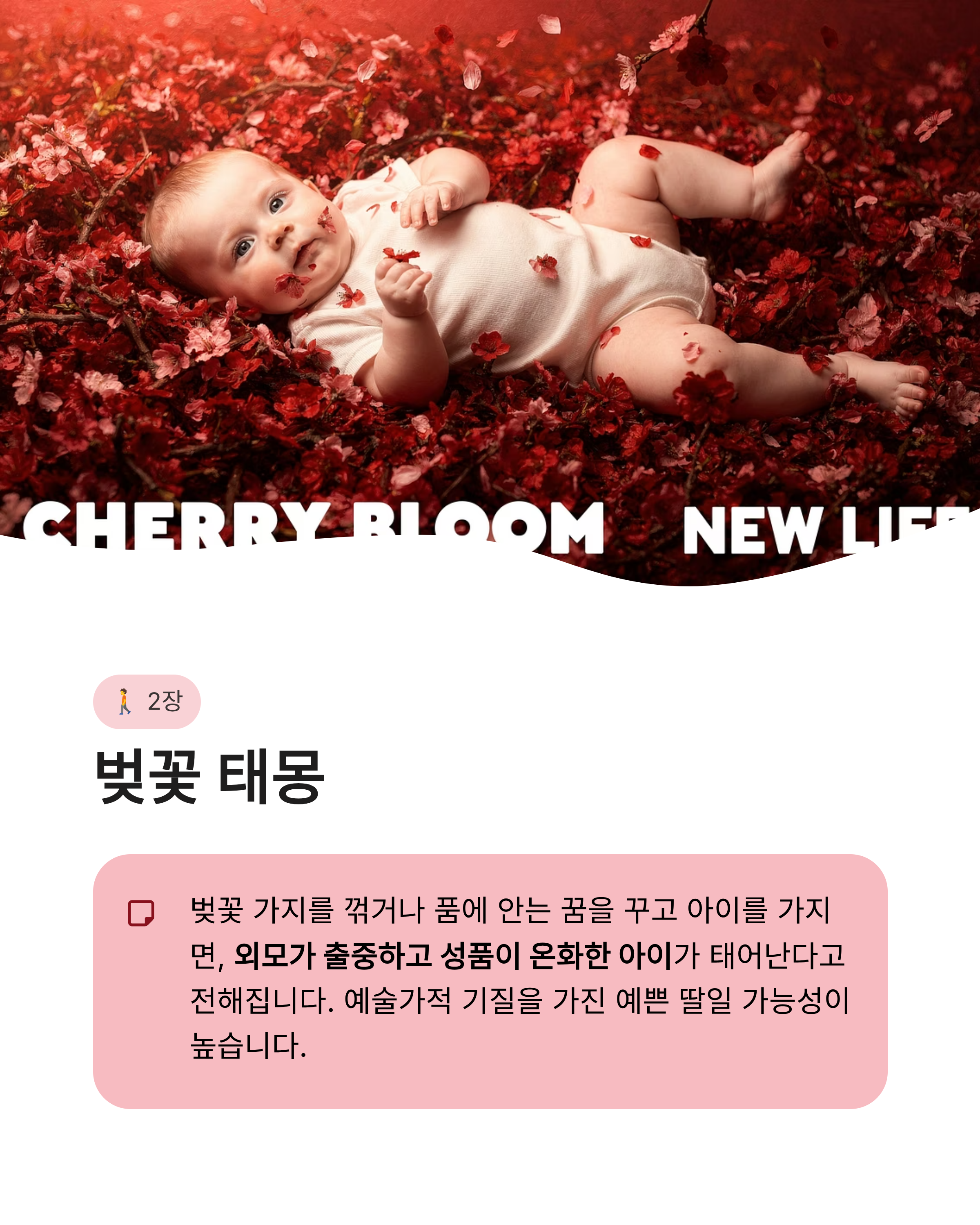 벚꽃꿈 해몽 벚꽃 구경하고 지는 꿈까지 기분 좋은 연애운과 반전 복의 신호?