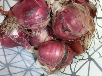 적양파 재배 모종 심기 재식 거리 질소 과다 주의_3