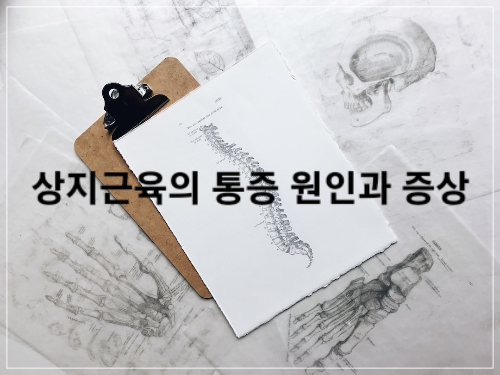 상지근육( upper limb muscles)의 통증&#44; 원인과 증상