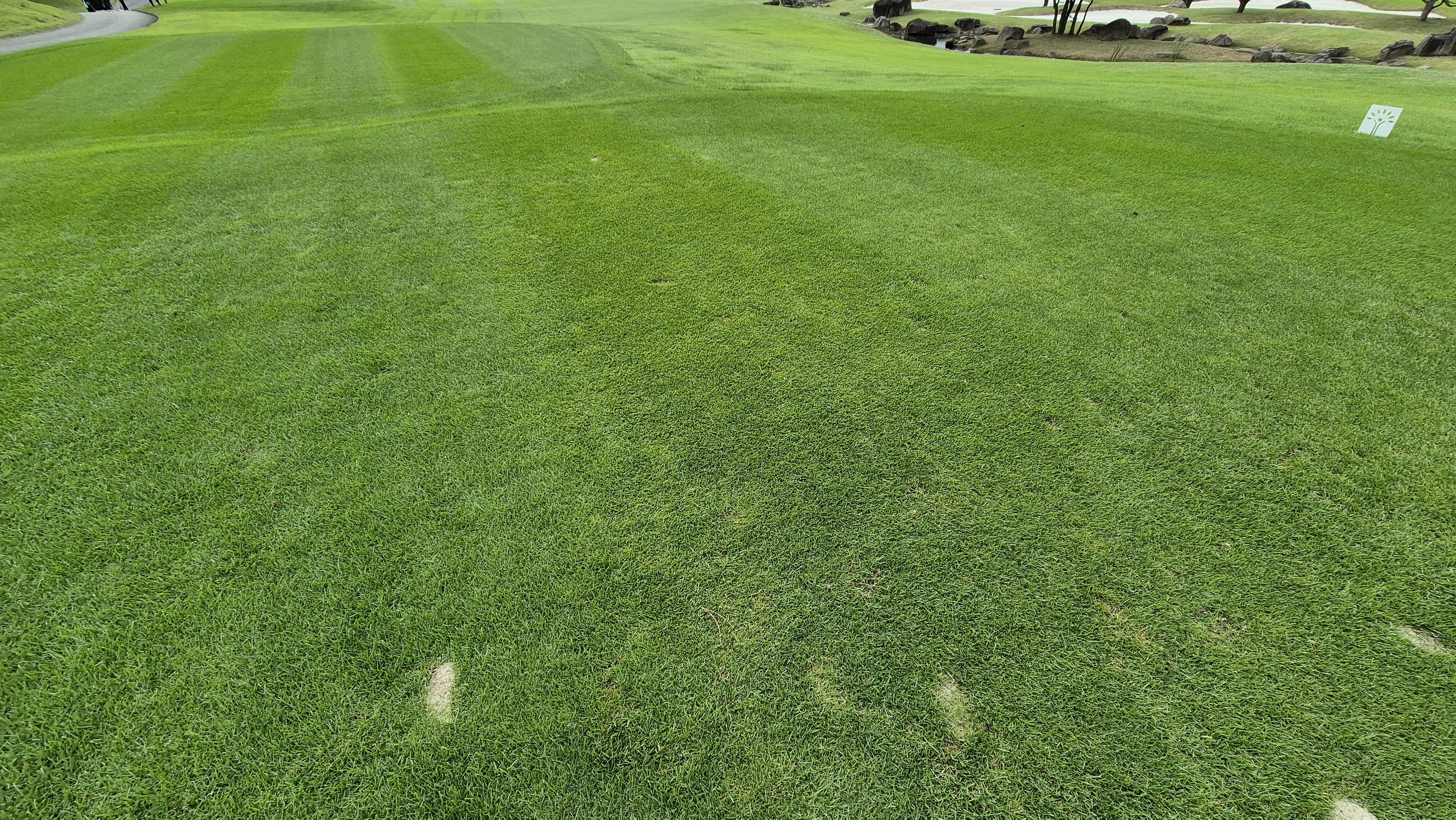 파인스톤cc 티잉구역 상태