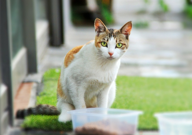 고양이가 사료를 먹고 있는 이미지