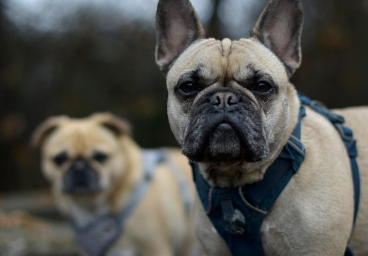 강아지 종합검진관련사진