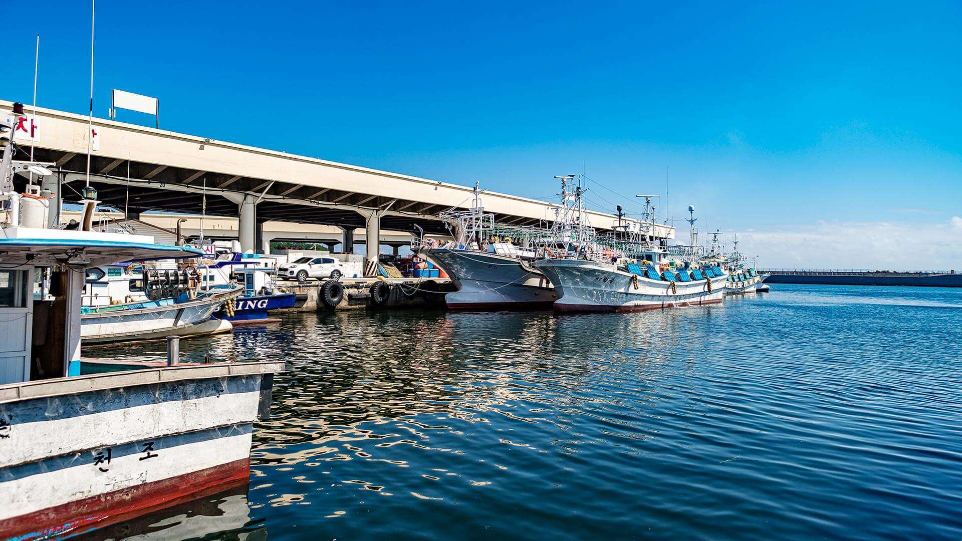 강릉 사근진 해변 유채꽃밭