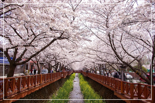 군항제 축제 사진