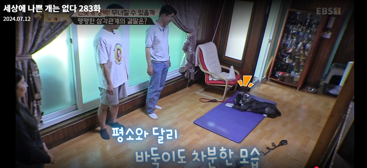 설채현-세상에나쁜개는없다-세나개-283화-진돗개장벽-재방송