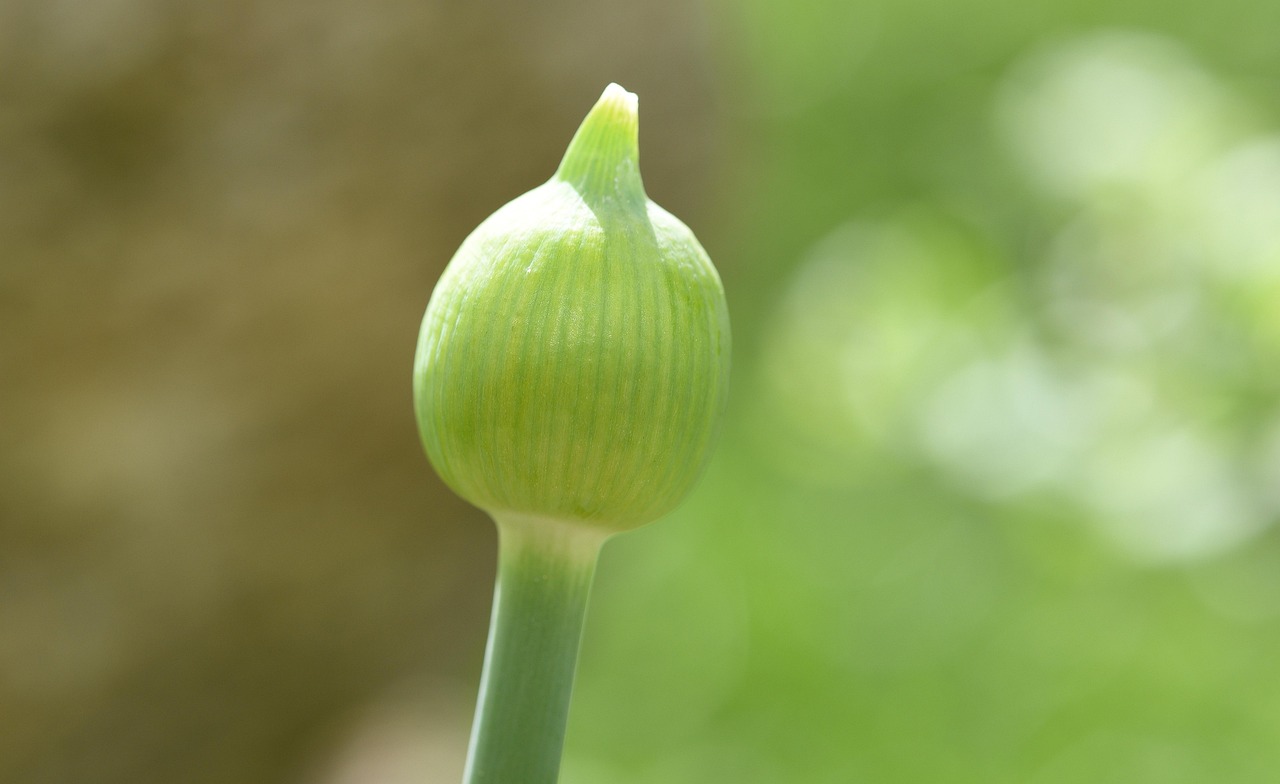 숨겨진 뱃살과 답답한 폐, 마늘종으로 두 마리 토끼 잡는 건강 비법