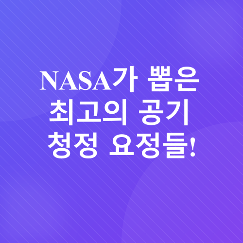 실내 공기 정화 식물_1