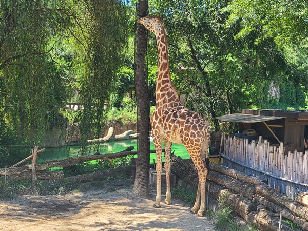 나무에 붙어있는 풀을 뜯고있는 기린