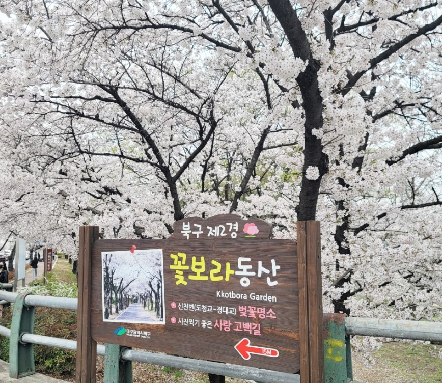대구 벚꽃