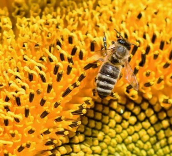 프로폴리스 효능