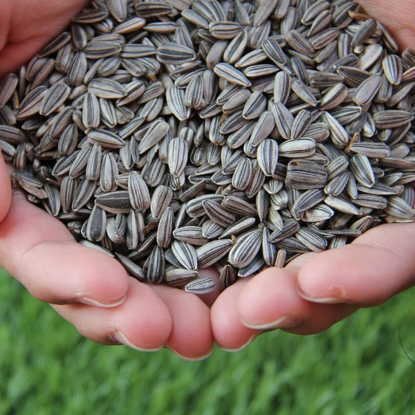 마그네슘이 풍부한 음식 사진 14