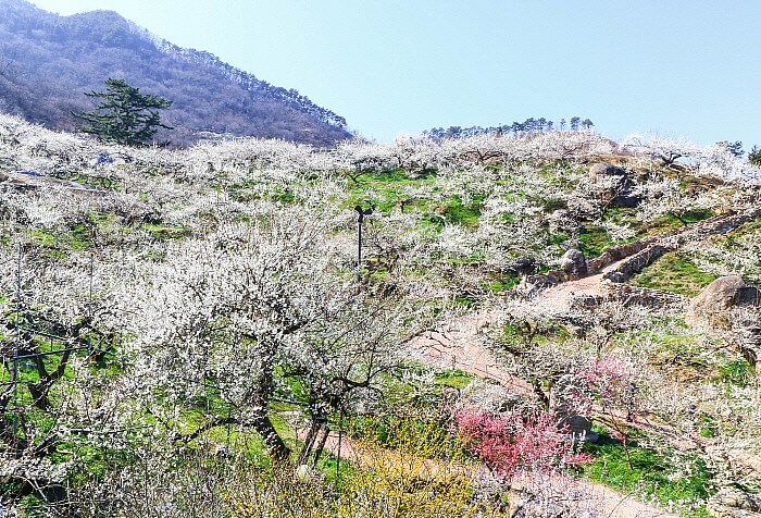 광양 매화축제 사진 광양 매화랜드 양양송이축제 광양 매화마을 숙박 광양 매화꽃 개화시기 광양 매화축제 주차장 광양 매화축제 주차 광양 매화마을 펜션 전남광양매화축제 광양 매화축제 시기 광양 매화축제기간