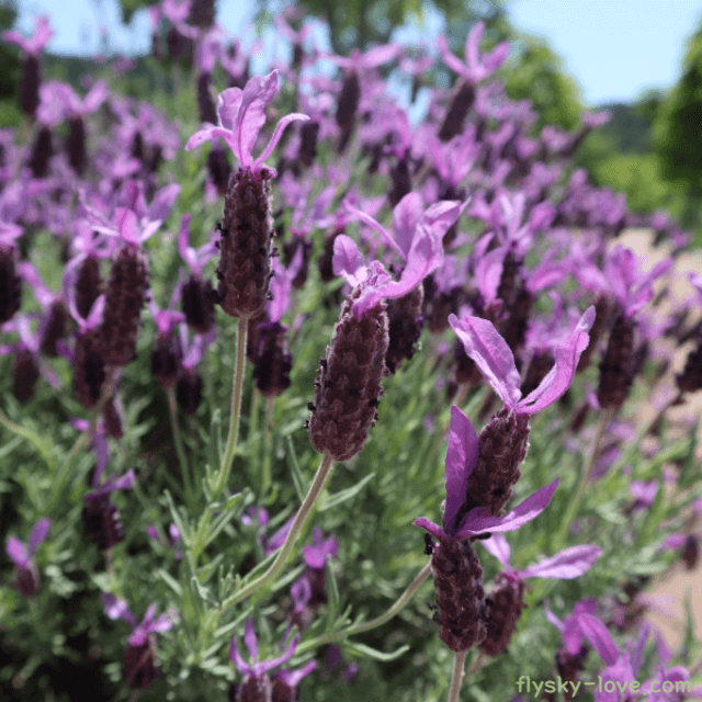 라벤더 (Lavender)