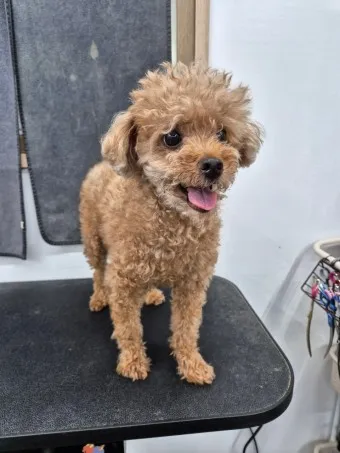 푸들 종류 토이푸들 실버투들 분양 가격 성격_18