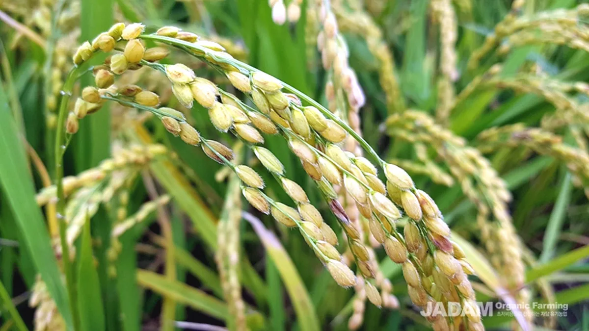 벼 재배 모내기 시기 분얼 관리 논 물대기_8
