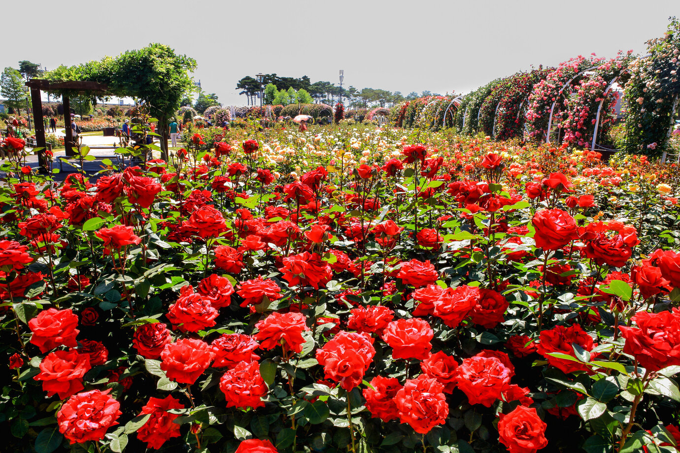 진강기차마을 장미공원