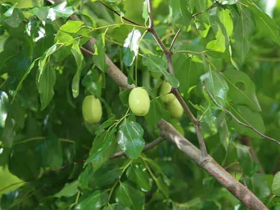혈당 관리에 도움이 되는 대추